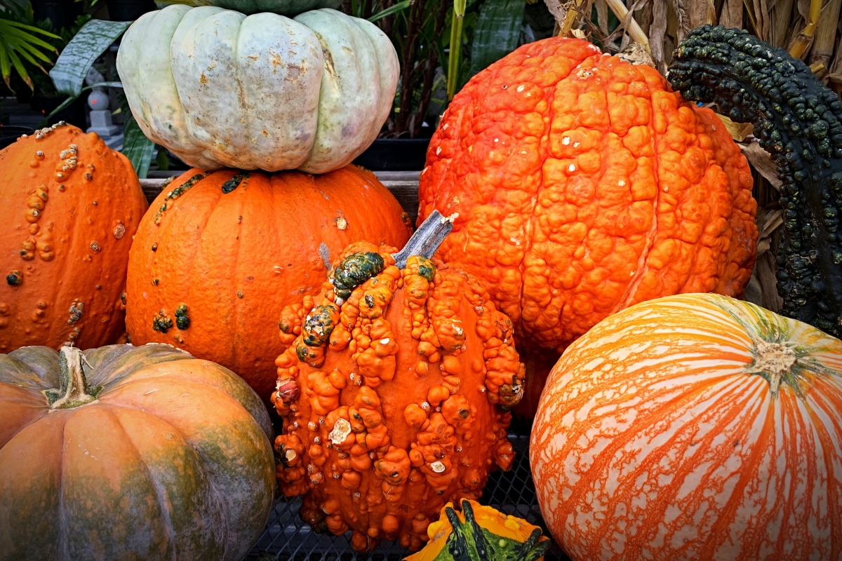 Colorful assortment of pumpkins and gourds with various textures, including warty orange varieties and striped specimens.