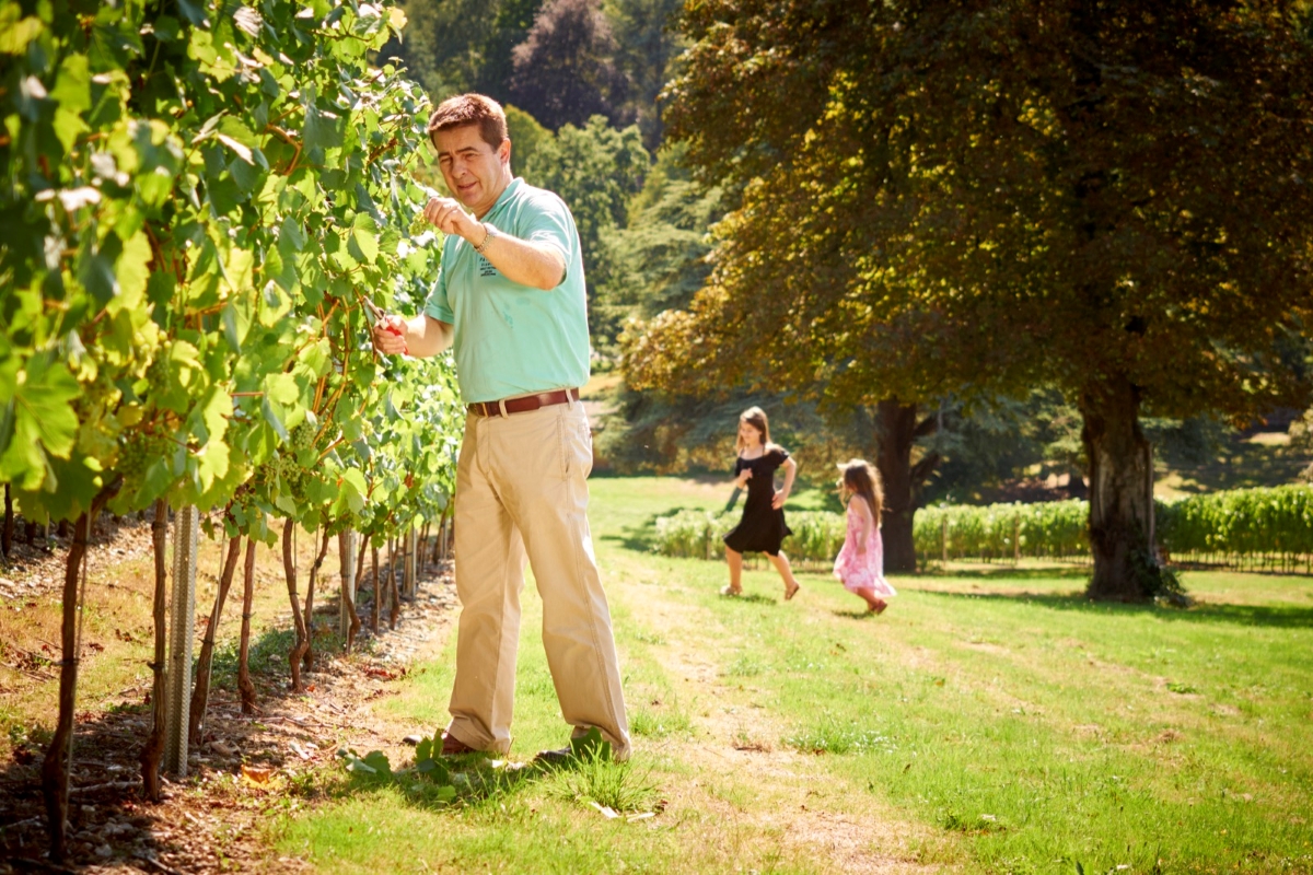 A man in a light green shirt tends to grapevines at a sunny vineyard while a woman and child play in the background.