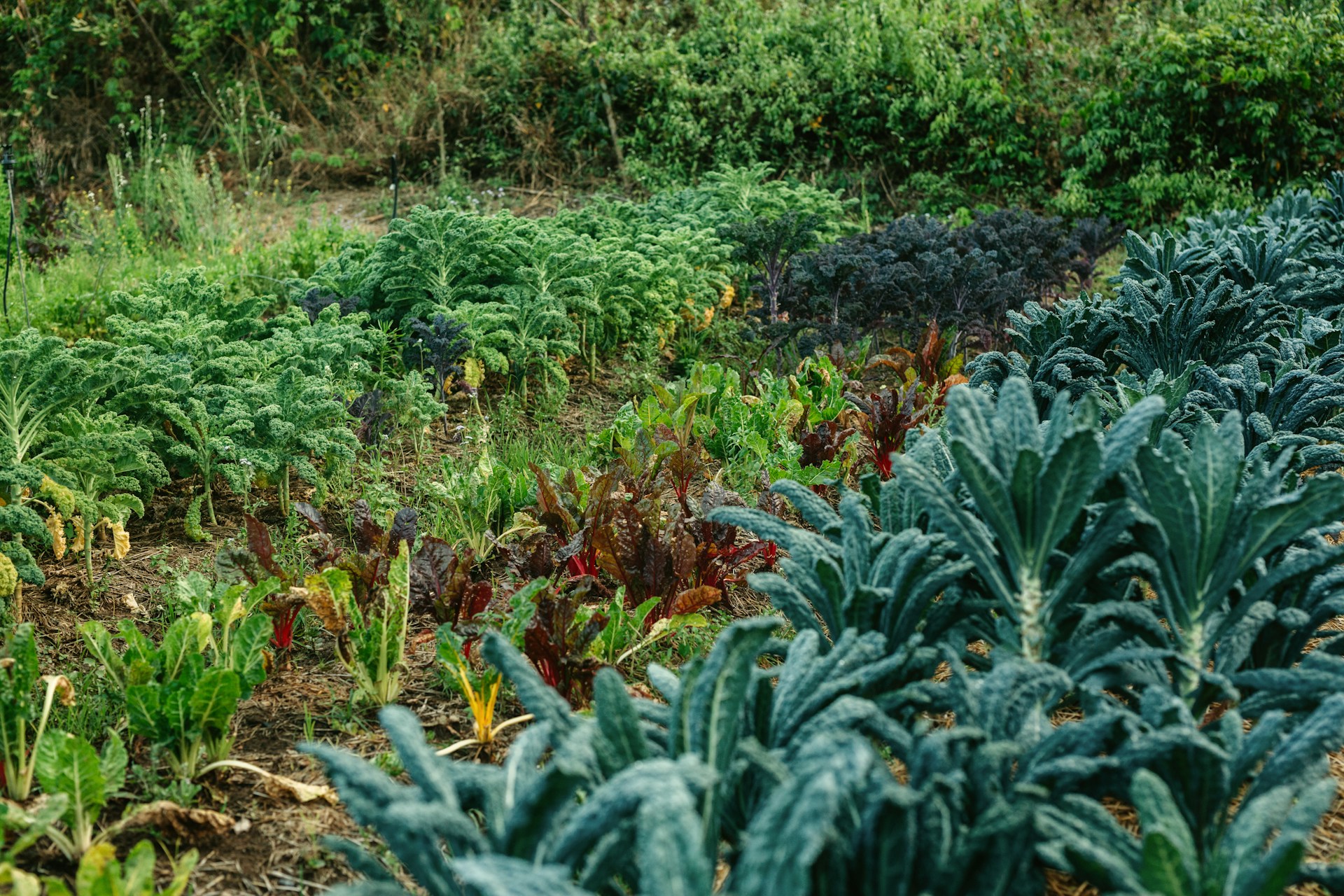 A lush vegetable garden with rows of kale, leafy greens, and root vegetables growing in rich soil.