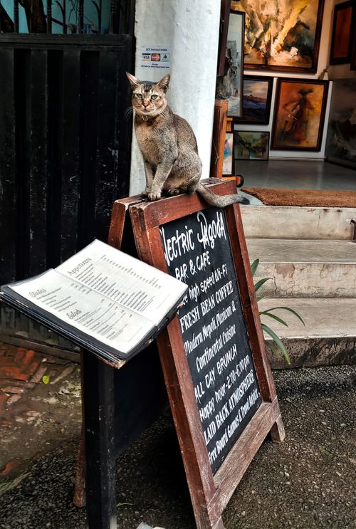 A tabby cat sits on a restaurant's wooden A-frame chalkboard menu sign outside the entrance, with framed artwork visible in the background.